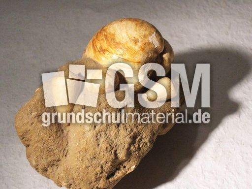 Muscheln_Stein_2.jpg